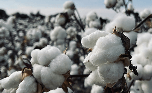 Why High-Quality Cotton is Essential for Healthy Skin